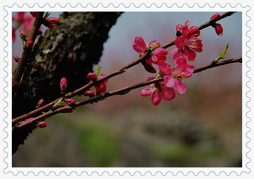风光PP92 / 作者:其修远 / 帖子ID:15457