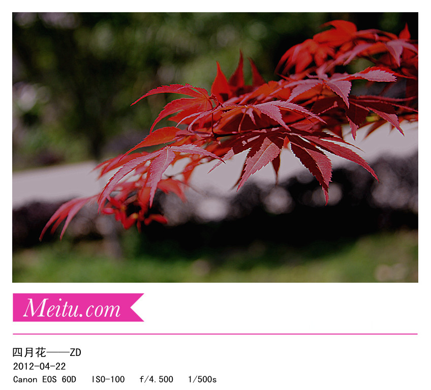 先前到外面拍摄的一些花草，请大师指导………690 / 作者:其修远 / 帖子ID:15750