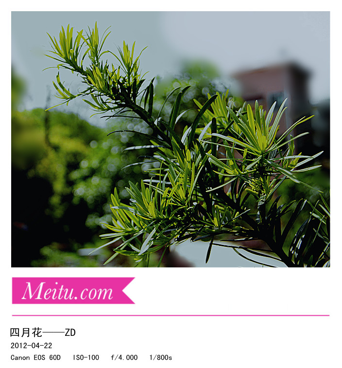先前到外面拍摄的一些花草，请大师指导………429 / 作者:其修远 / 帖子ID:15750
