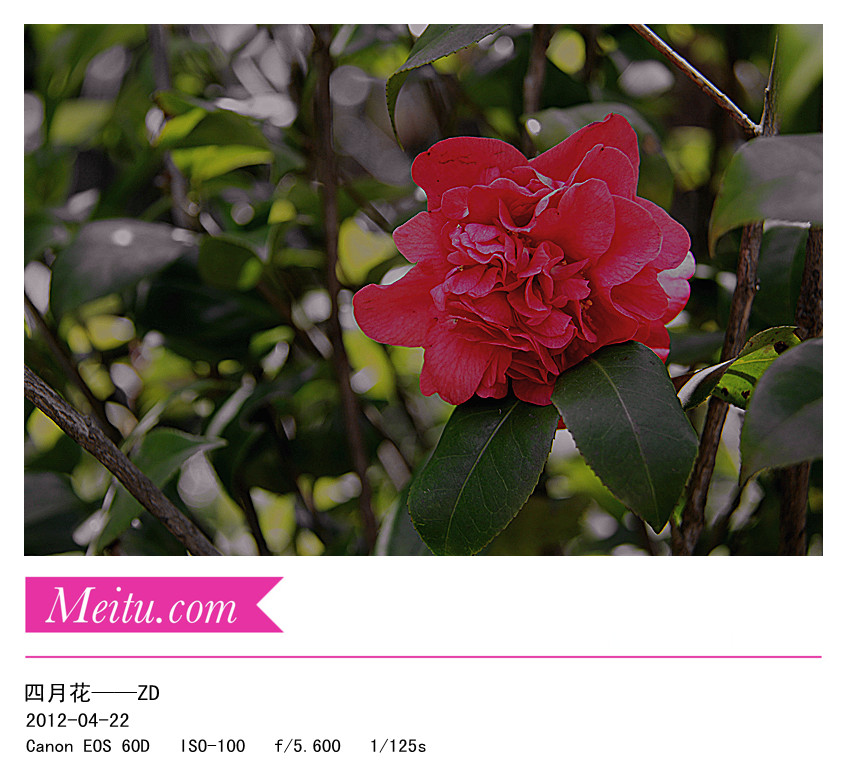 先前到外面拍摄的一些花草，请大师指导………344 / 作者:其修远 / 帖子ID:15750