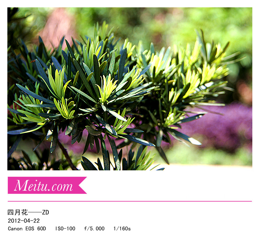 先前到外面拍摄的一些花草，请大师指导………357 / 作者:其修远 / 帖子ID:15750
