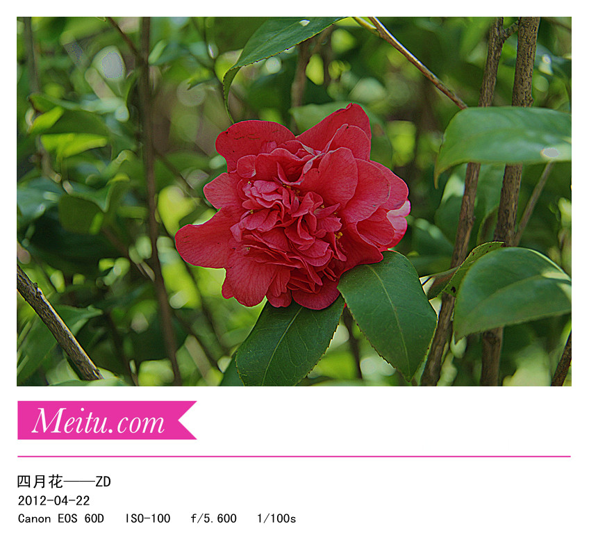 先前到外面拍摄的一些花草，请大师指导………819 / 作者:其修远 / 帖子ID:15750