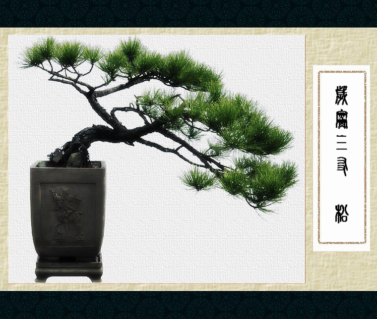 随拍---三角梅、竹467 / 作者:探路者 / 帖子ID:15994