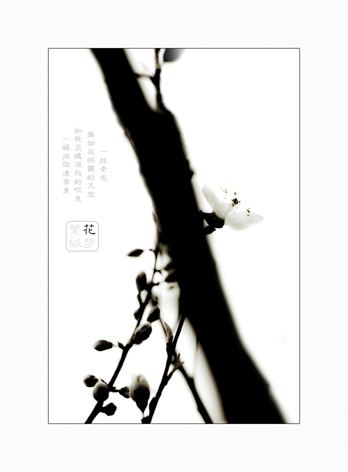繁花似梦（三）269 / 作者:195 / 帖子ID:16024