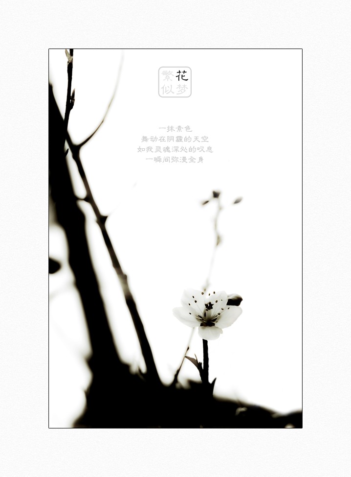 繁花似梦（三）255 / 作者:195 / 帖子ID:16024