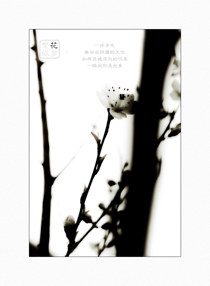 繁花似梦（三）314 / 作者:195 / 帖子ID:16024