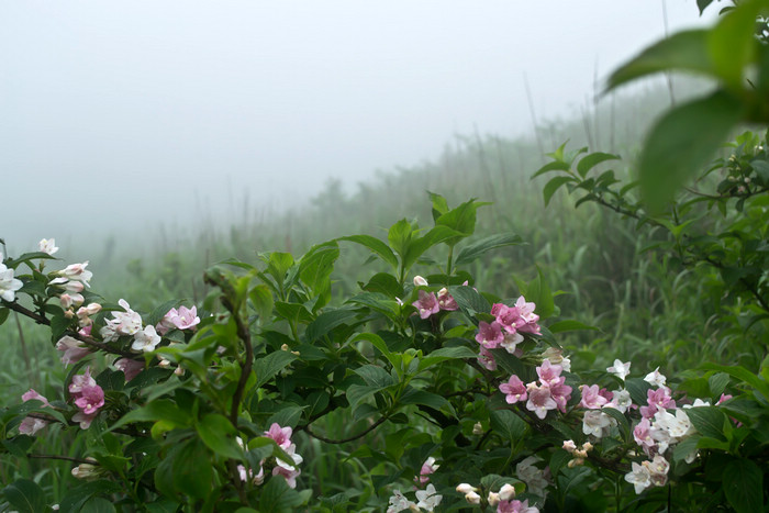 2012立夏、燕子山。发图完毕。84--110楼更新。981 / 作者:講不醜 / 帖子ID:16444