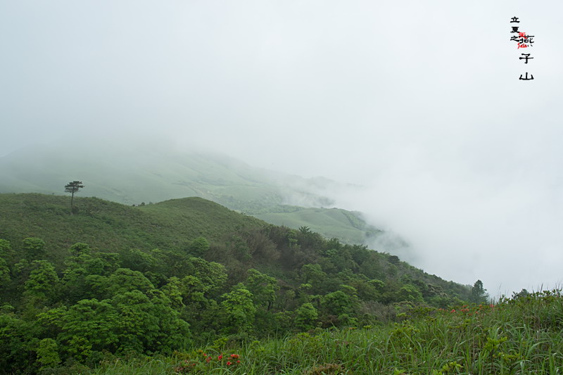 2012立夏、燕子山。发图完毕。84--110楼更新。932 / 作者:講不醜 / 帖子ID:16444