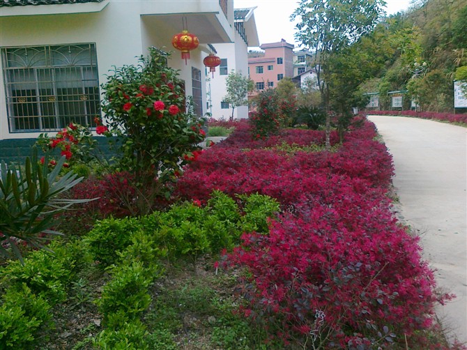 我们黄竹岗水库移民新村培训基地351 / 作者:李成吉 / 帖子ID:16929