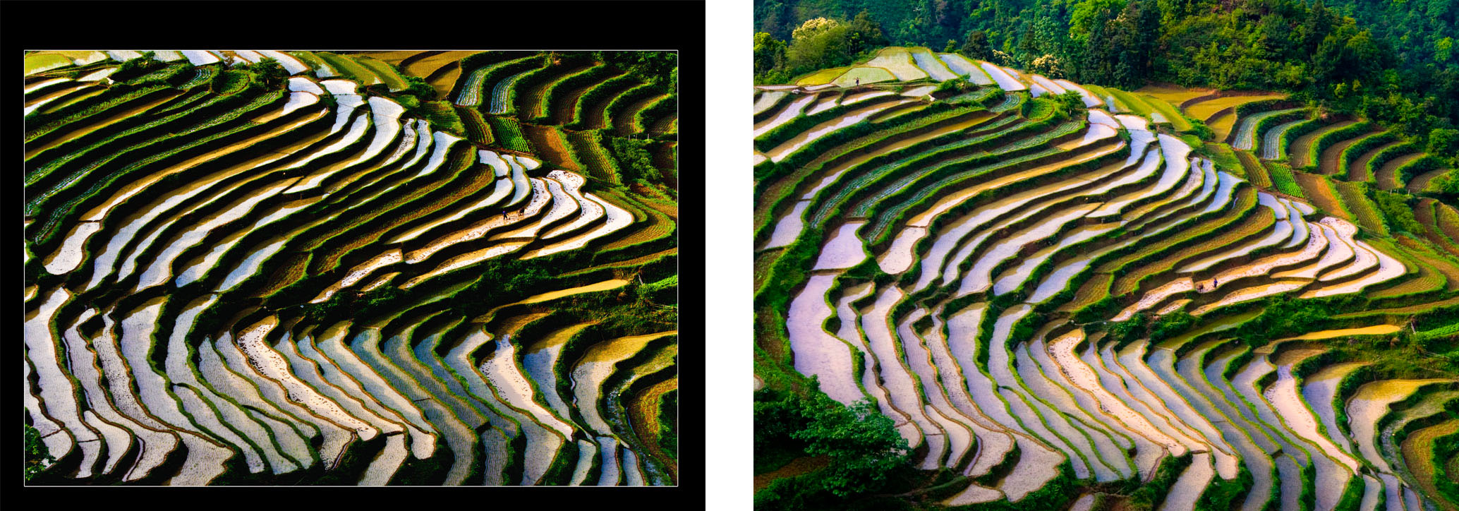 gongcheng  恭城梯田小景561 / 作者:老兔子 / 帖子ID:17846