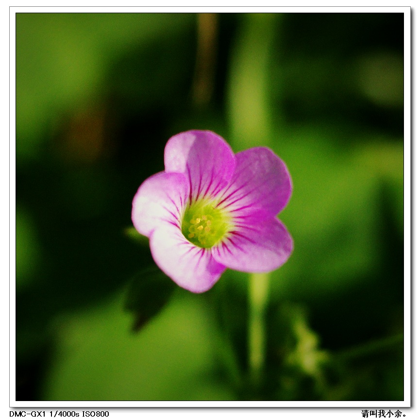 几朵小花。815 / 作者:请叫我小余。 / 帖子ID:17926