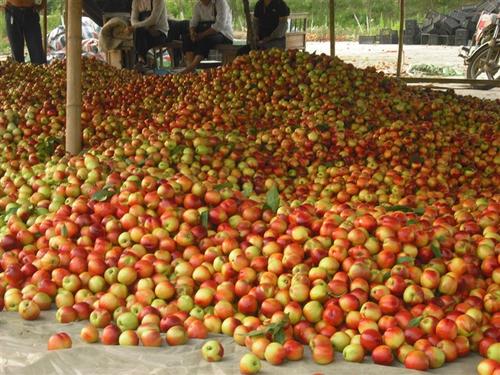 从“莲同公路随拍有感”试想恭城水果应急措施194 / 作者:梦里探花 / 帖子ID:17964