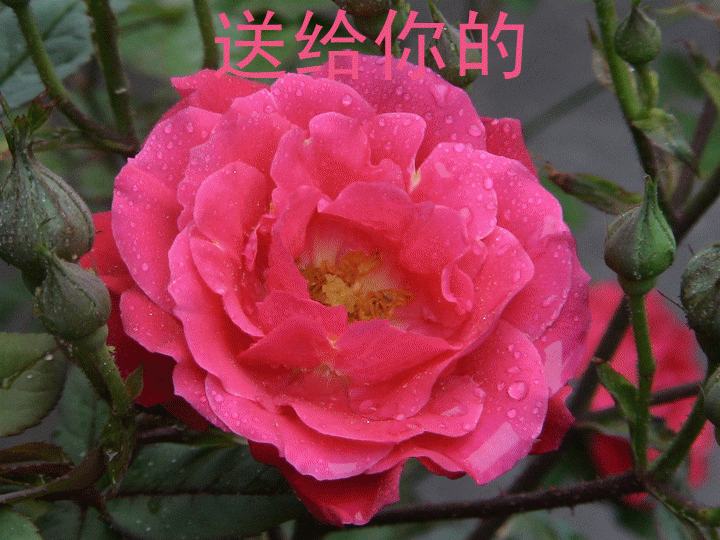 旧照一张。276 / 作者:梦里探花 / 帖子ID:18218