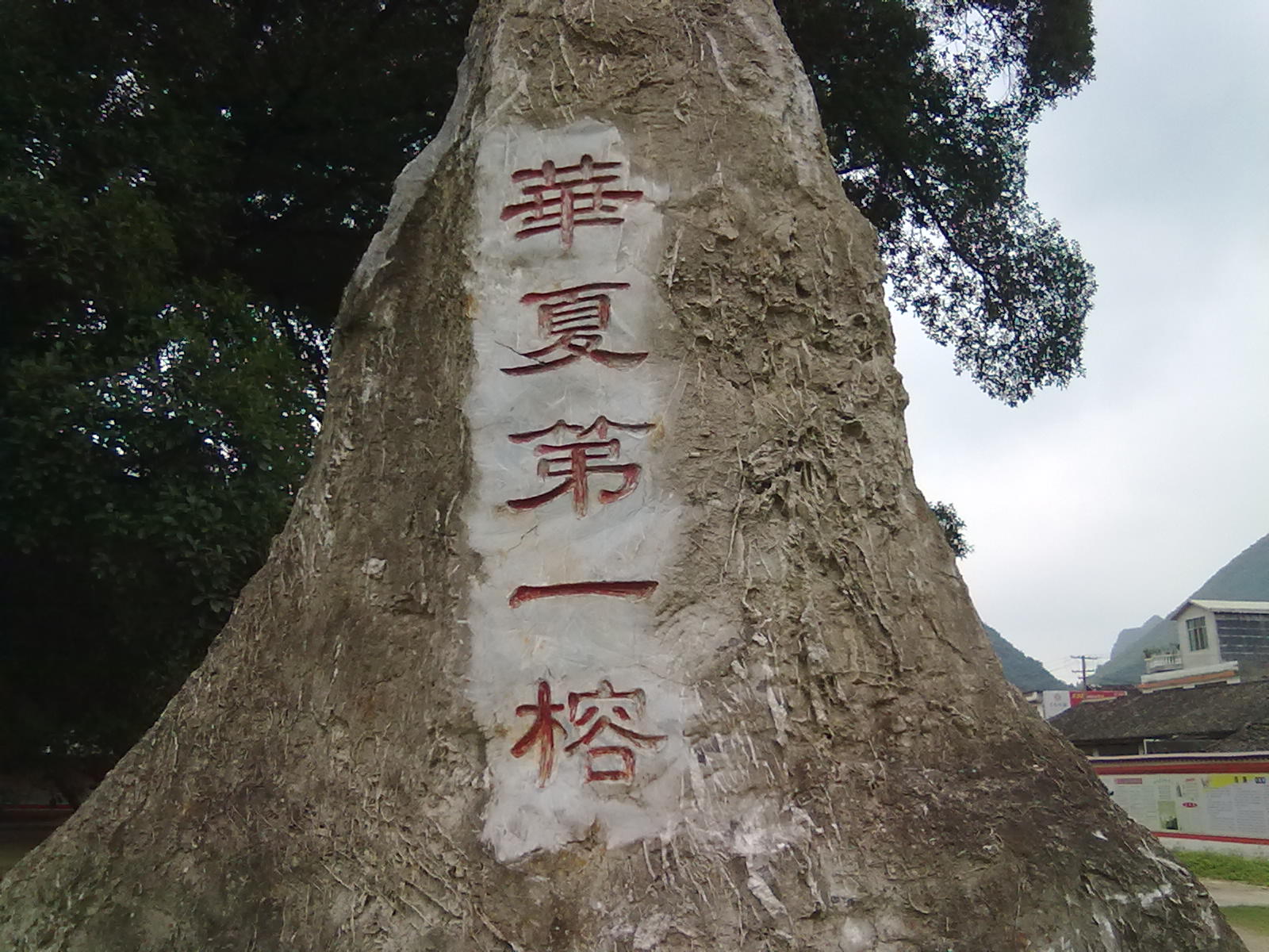 古树49 / 作者:サぜáiｋē / 帖子ID:18362