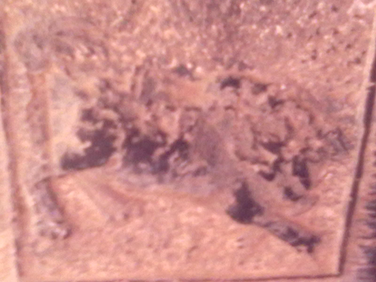 古树332 / 作者:サぜáiｋē / 帖子ID:18362