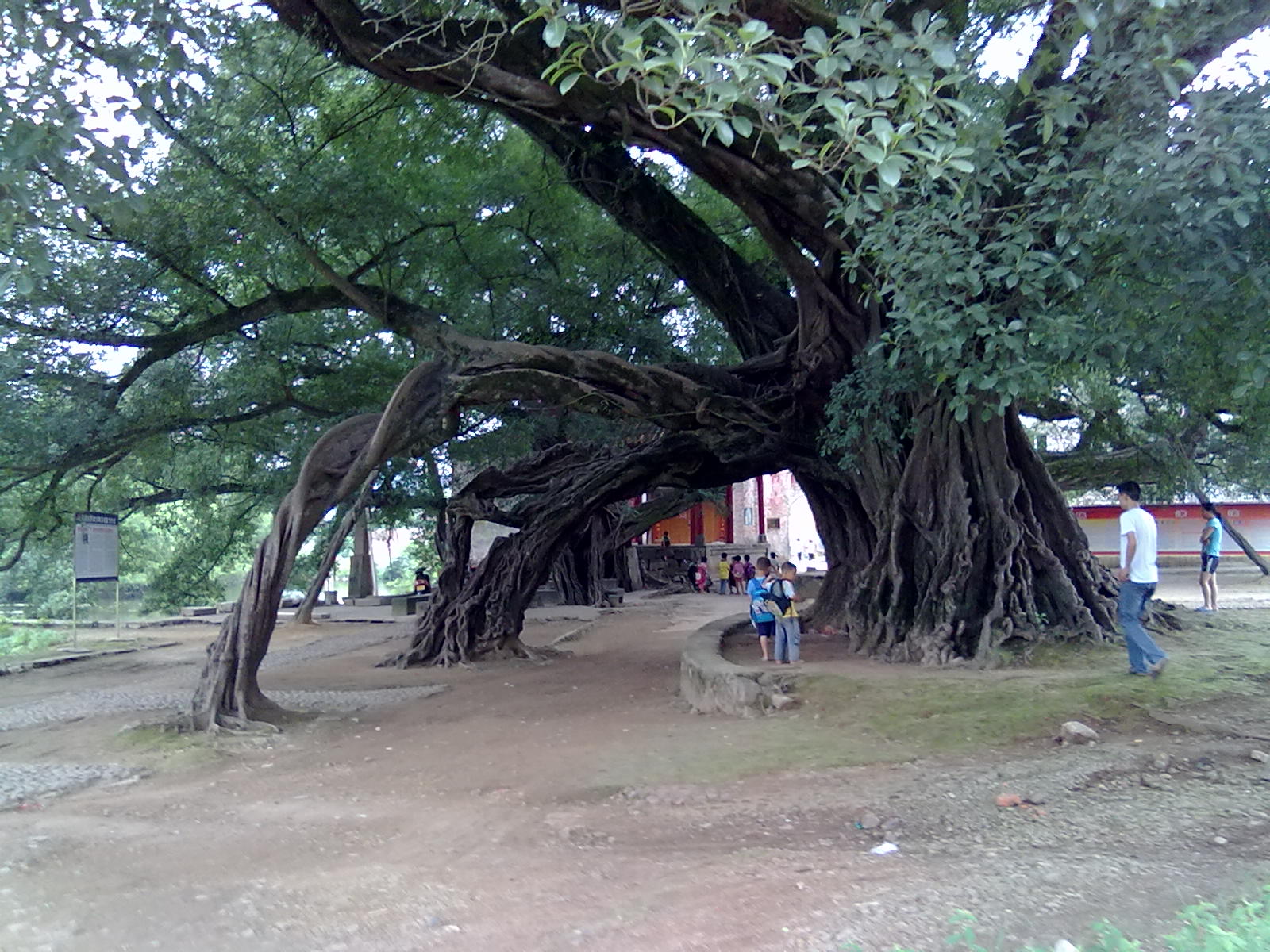 古树131 / 作者:サぜáiｋē / 帖子ID:18362