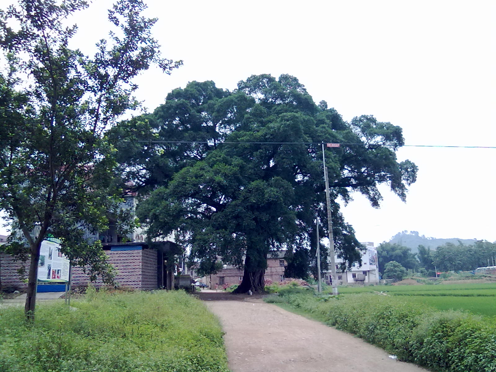 古树121 / 作者:サぜáiｋē / 帖子ID:18362