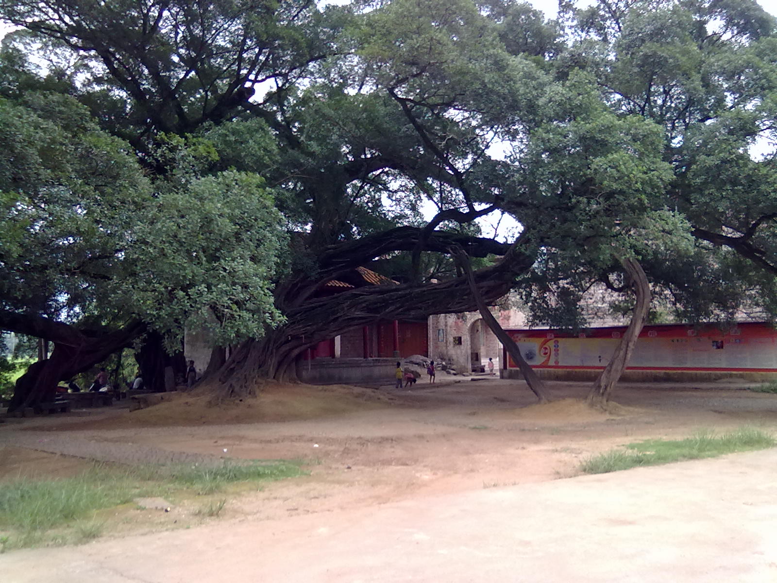 古树223 / 作者:サぜáiｋē / 帖子ID:18362