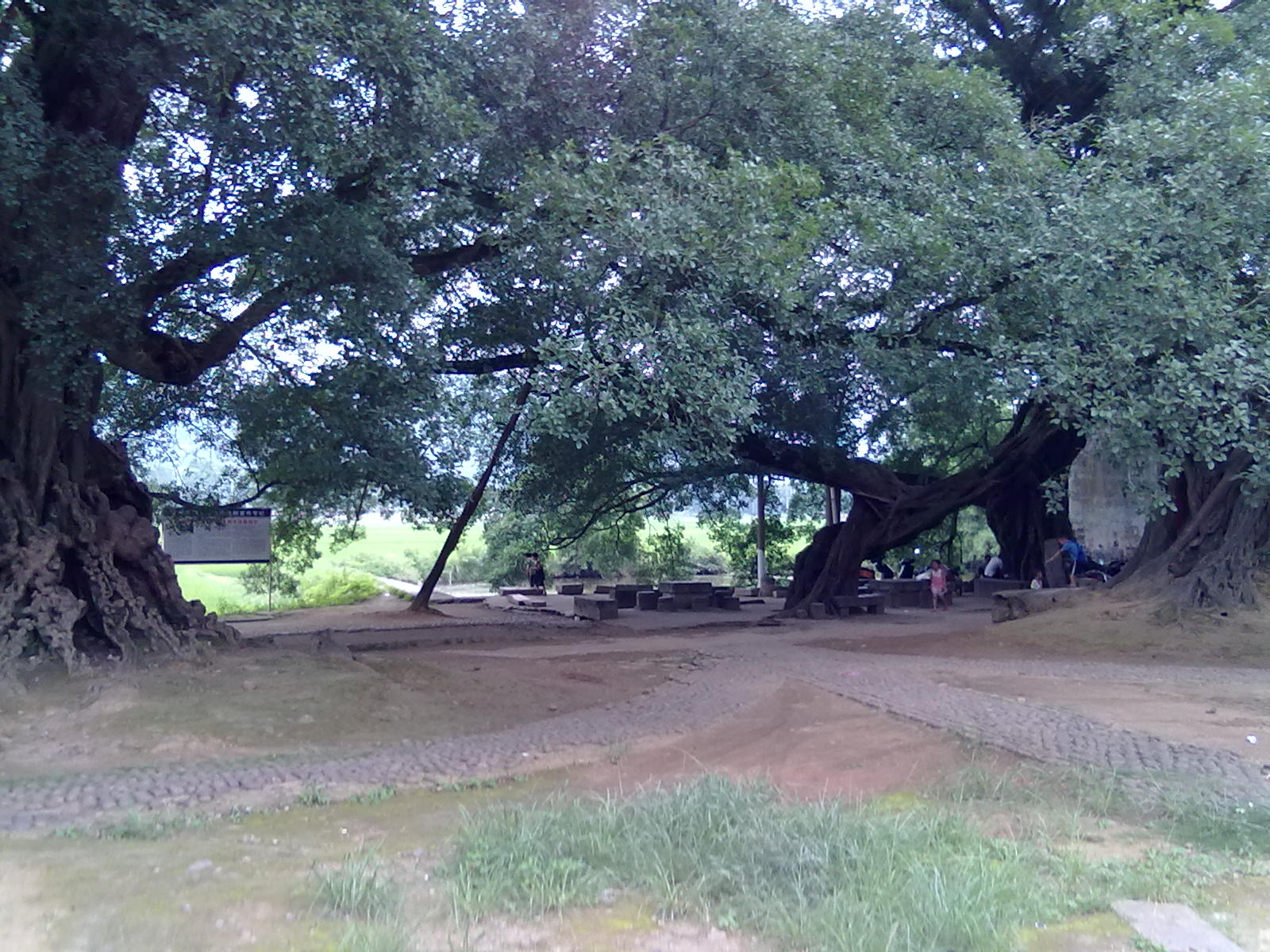 古树38 / 作者:サぜáiｋē / 帖子ID:18362