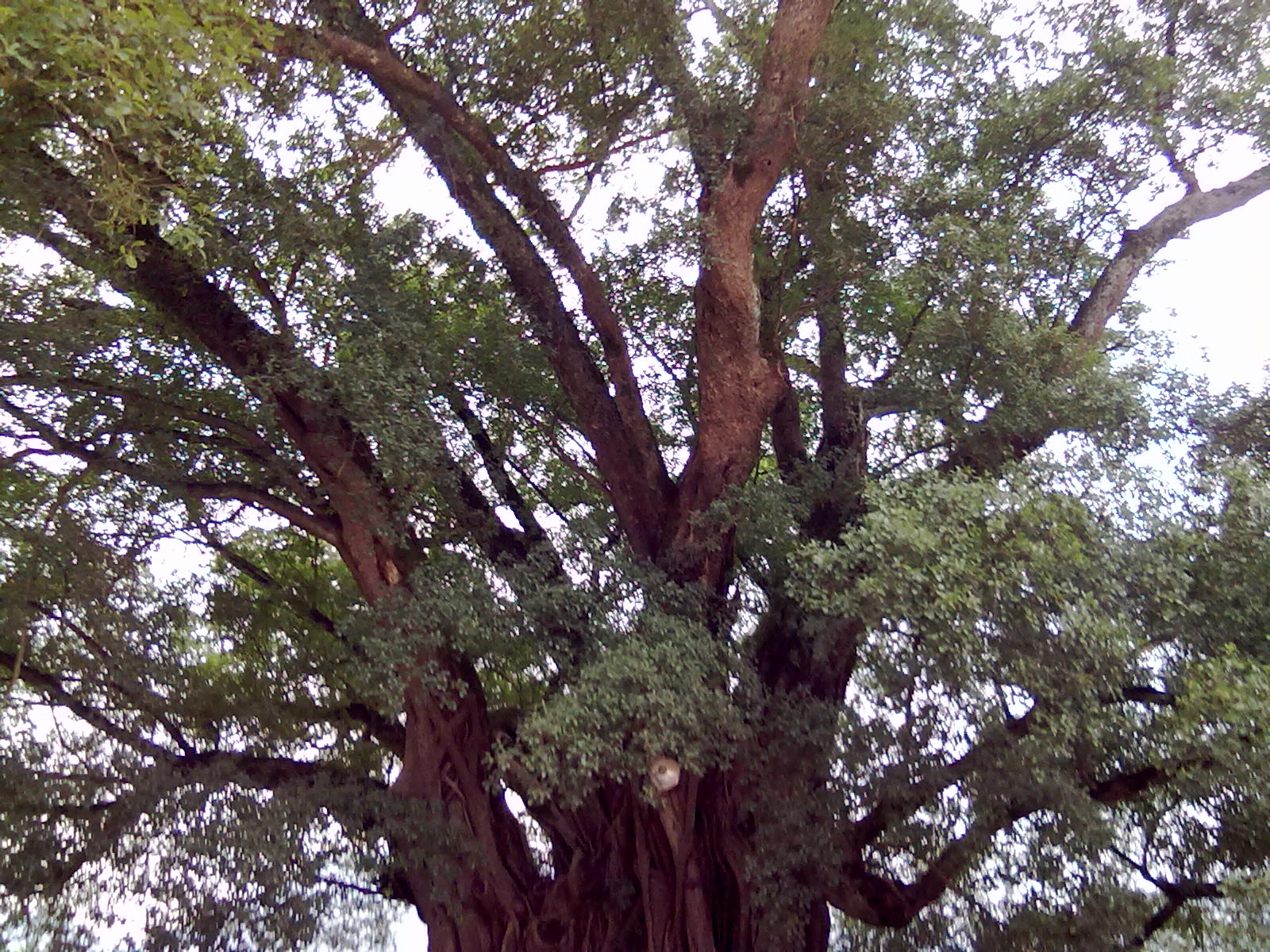 古树744 / 作者:サぜáiｋē / 帖子ID:18362