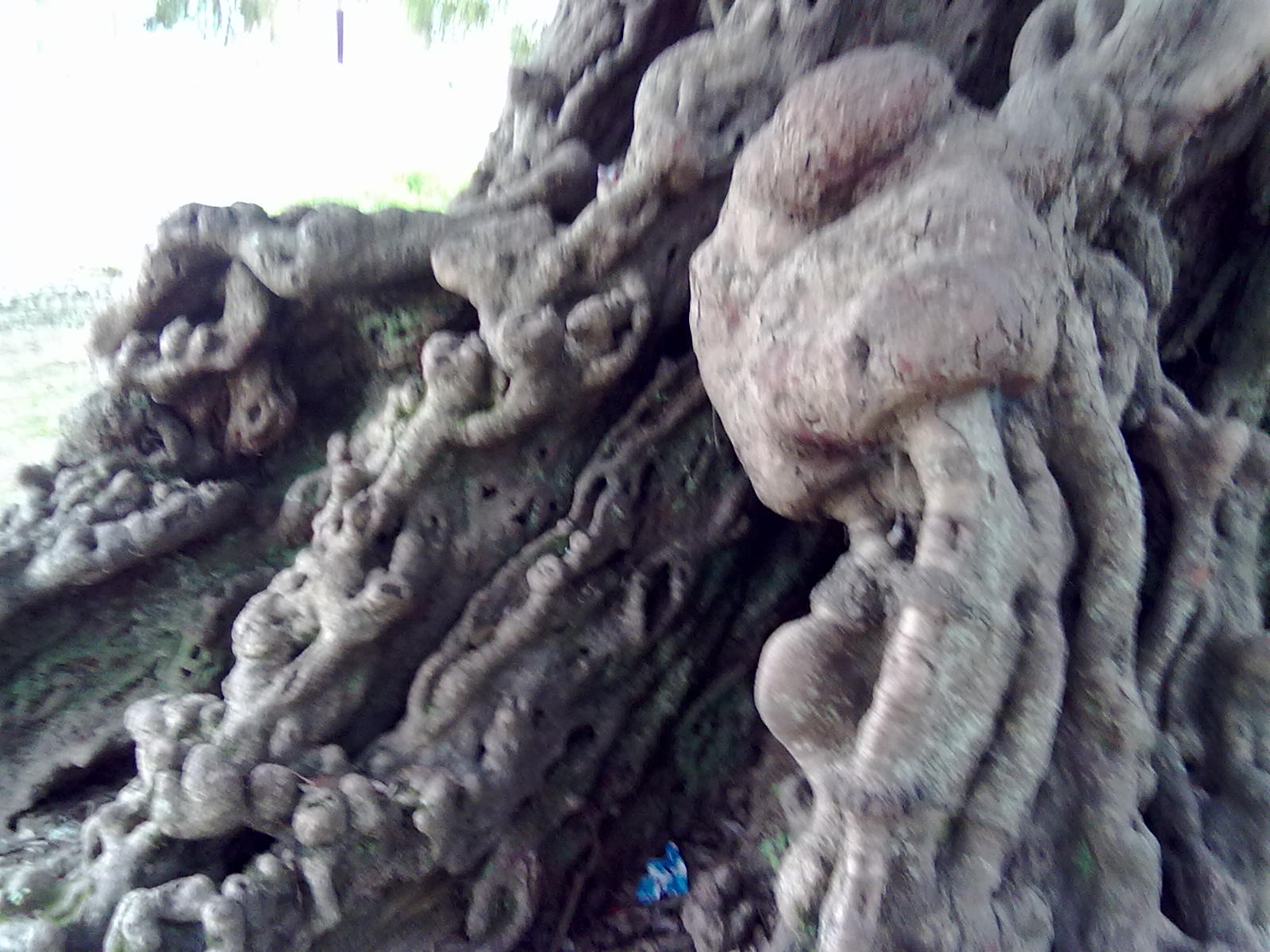 古树185 / 作者:サぜáiｋē / 帖子ID:18362