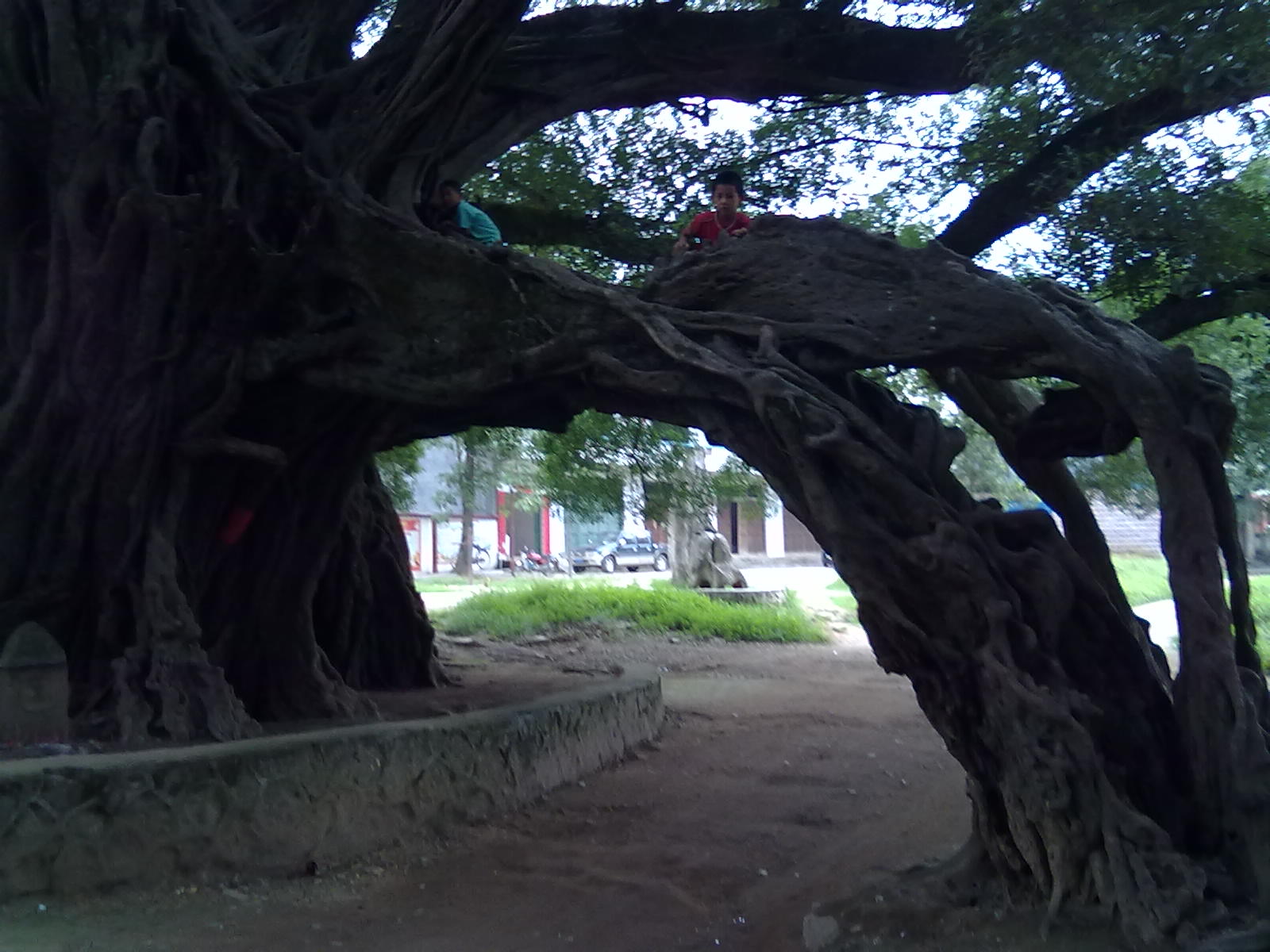 古树971 / 作者:サぜáiｋē / 帖子ID:18362