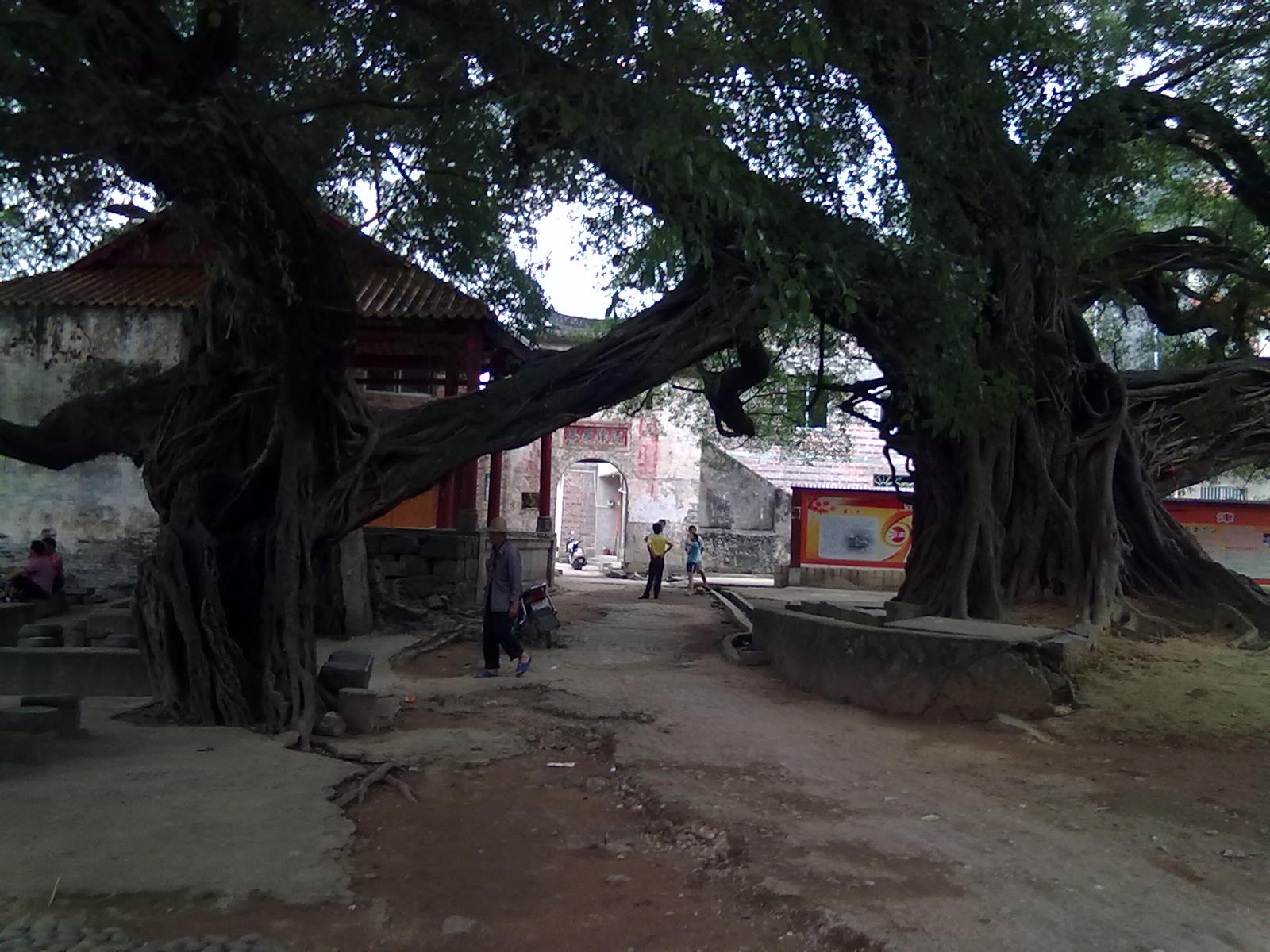 古树1 / 作者:サぜáiｋē / 帖子ID:18362