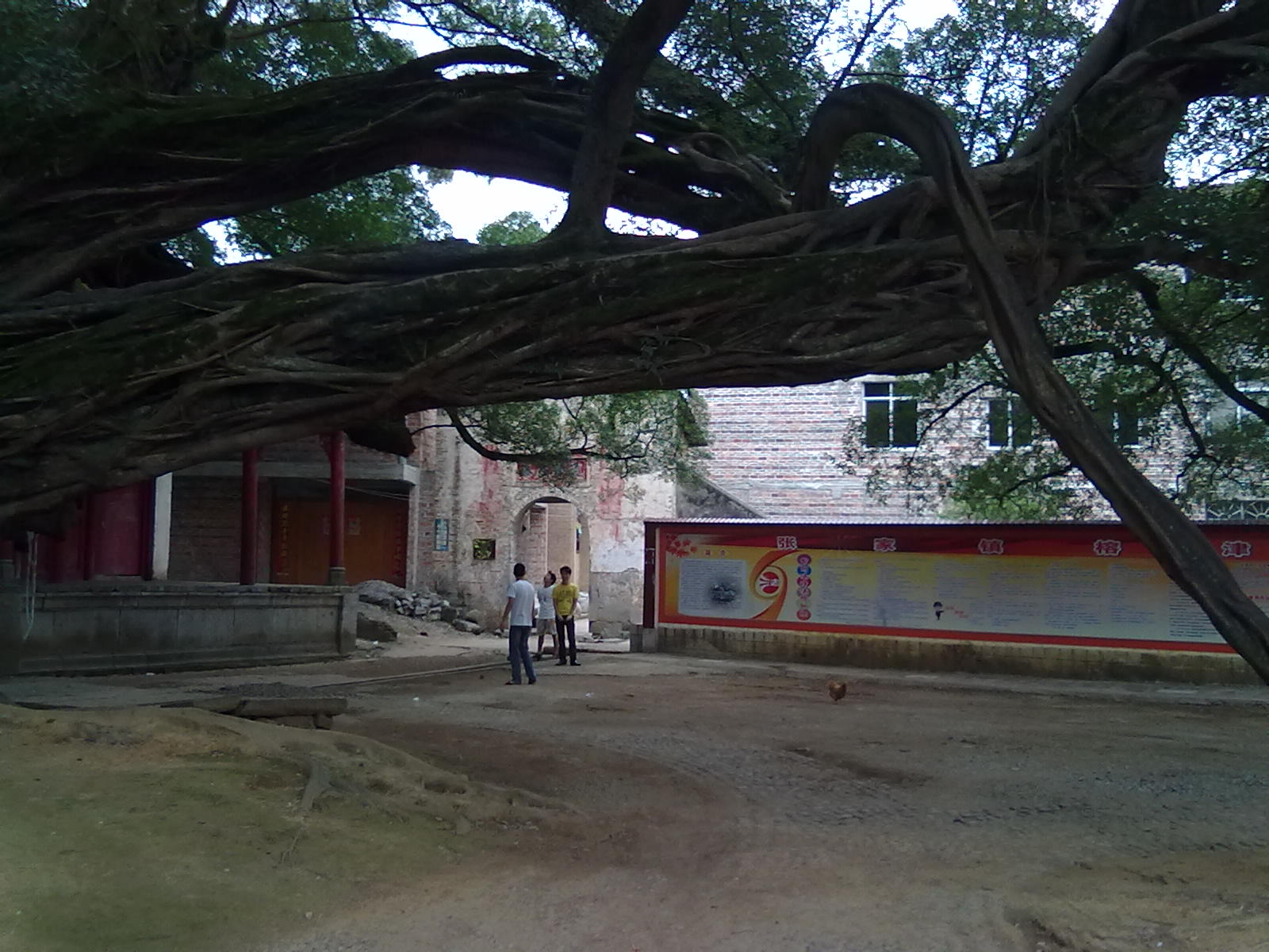 古树643 / 作者:サぜáiｋē / 帖子ID:18362