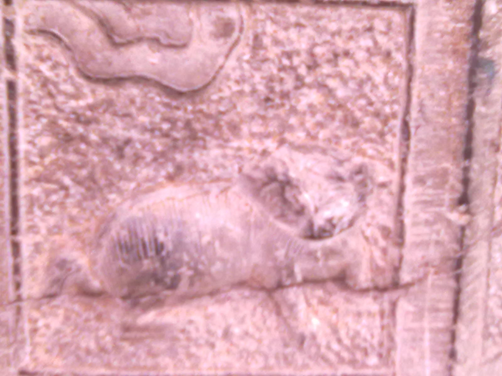 古树990 / 作者:サぜáiｋē / 帖子ID:18362