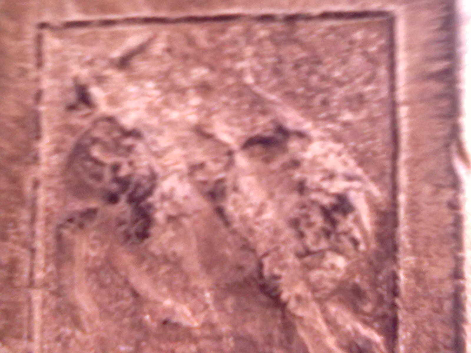 古树463 / 作者:サぜáiｋē / 帖子ID:18362