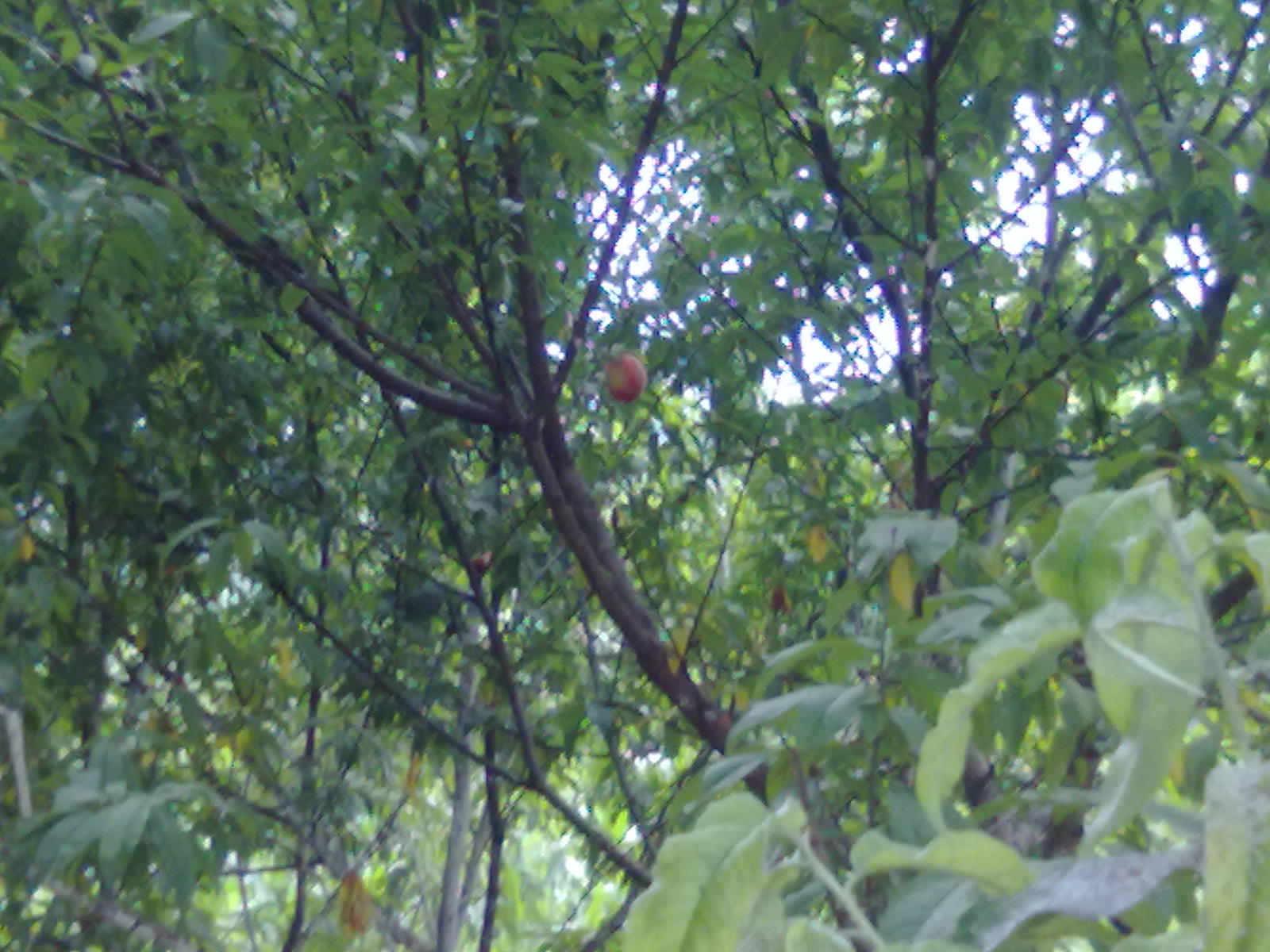 提子梨子桃子335 / 作者:サぜáiｋē / 帖子ID:18366