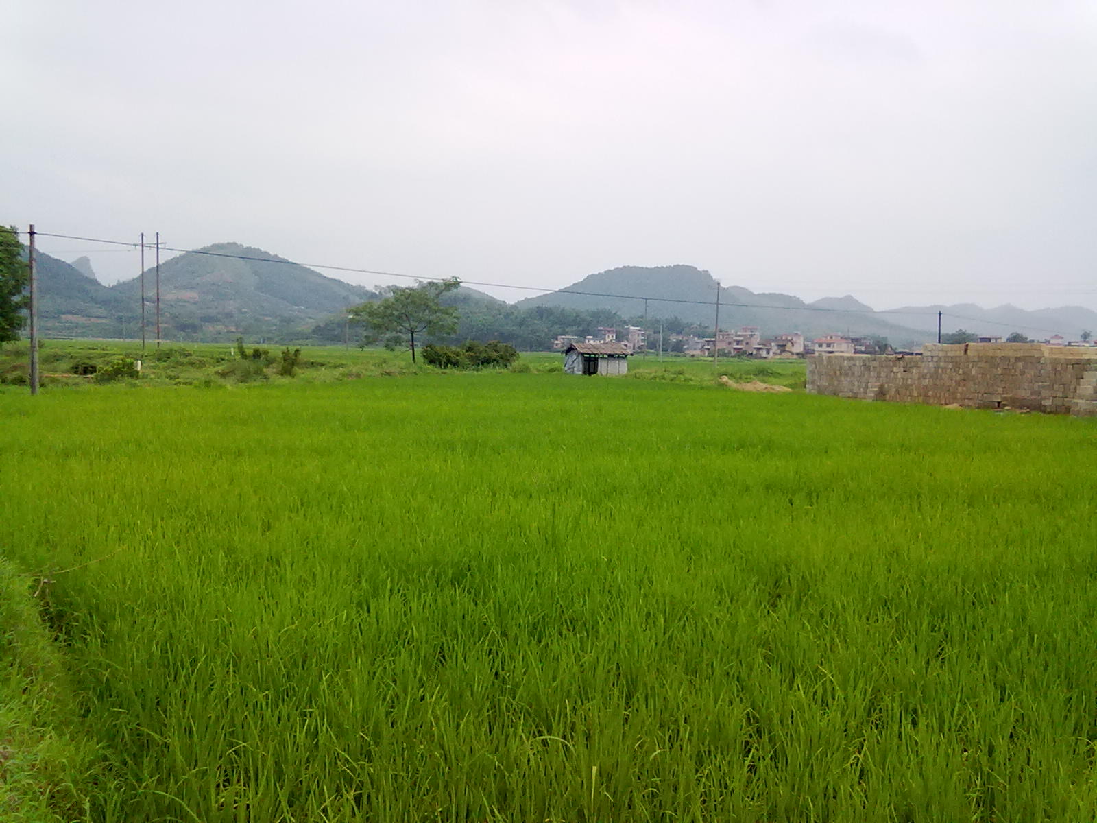 提子梨子桃子175 / 作者:サぜáiｋē / 帖子ID:18366