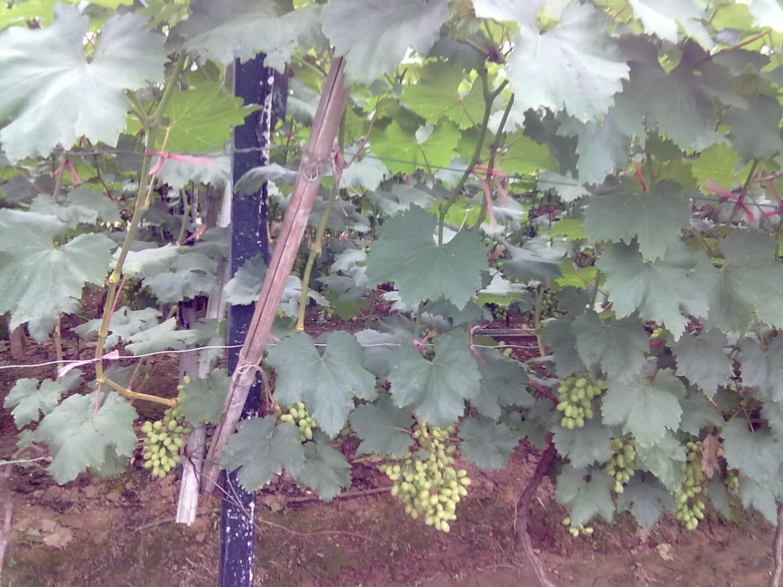 提子梨子桃子888 / 作者:サぜáiｋē / 帖子ID:18366