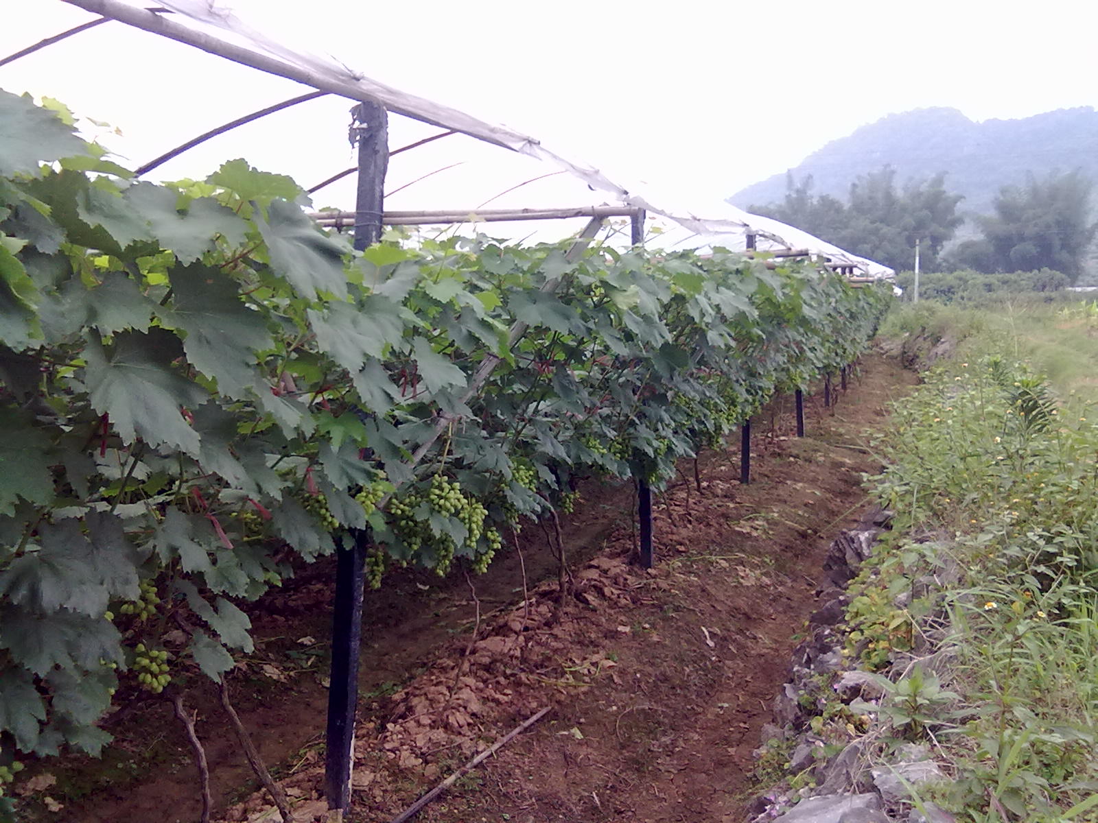 提子梨子桃子918 / 作者:サぜáiｋē / 帖子ID:18366