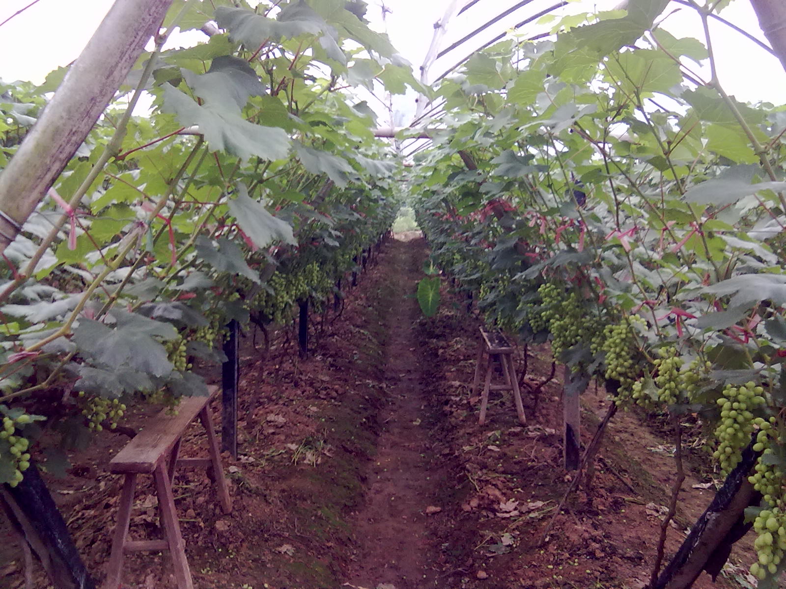 提子梨子桃子335 / 作者:サぜáiｋē / 帖子ID:18366