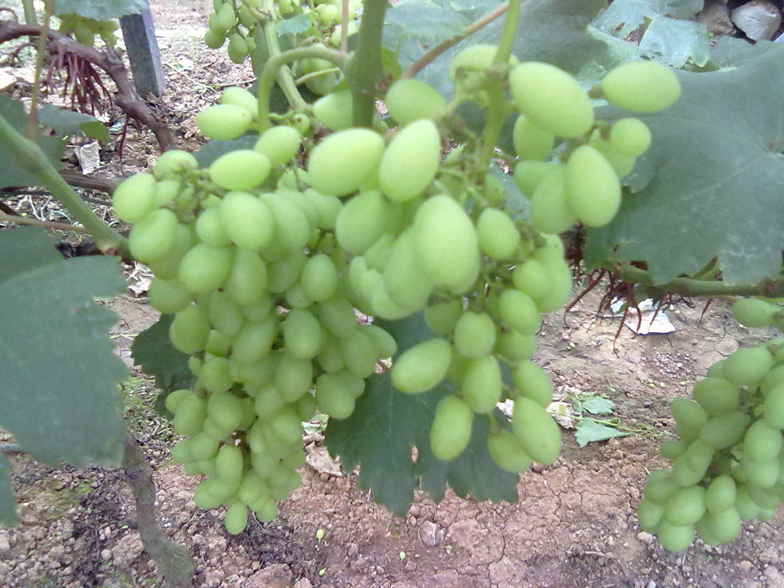 提子梨子桃子883 / 作者:サぜáiｋē / 帖子ID:18366