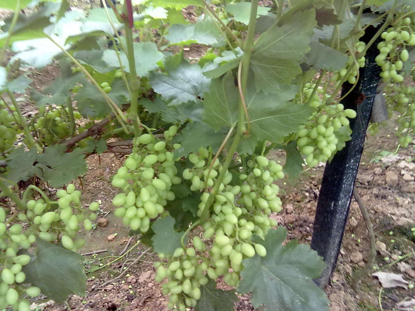 提子梨子桃子664 / 作者:サぜáiｋē / 帖子ID:18366