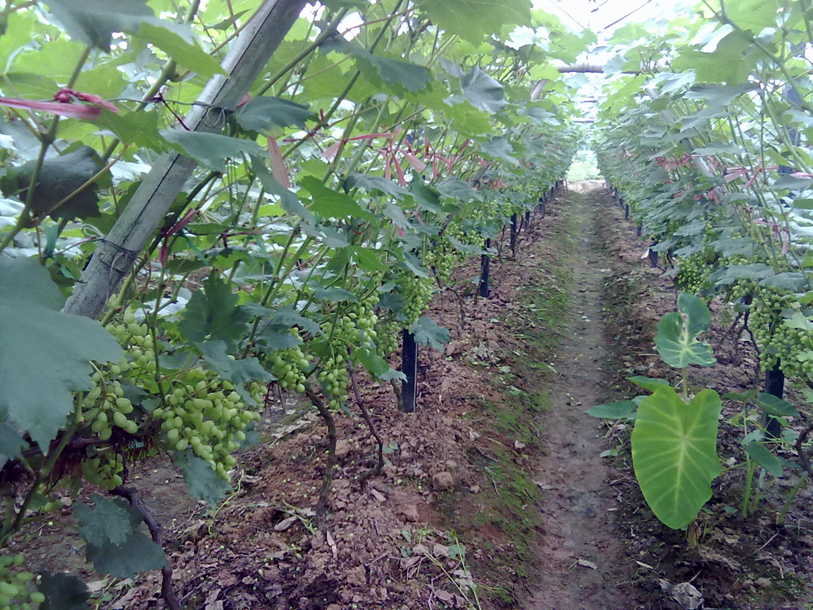 提子梨子桃子282 / 作者:サぜáiｋē / 帖子ID:18366