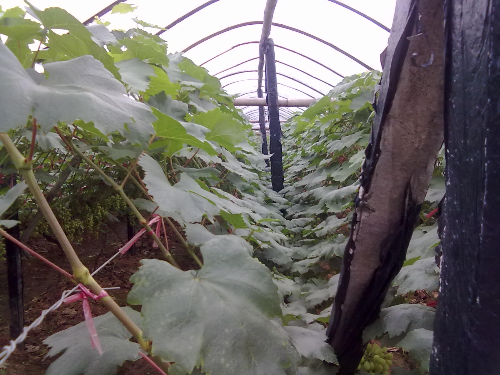 提子梨子桃子950 / 作者:サぜáiｋē / 帖子ID:18366