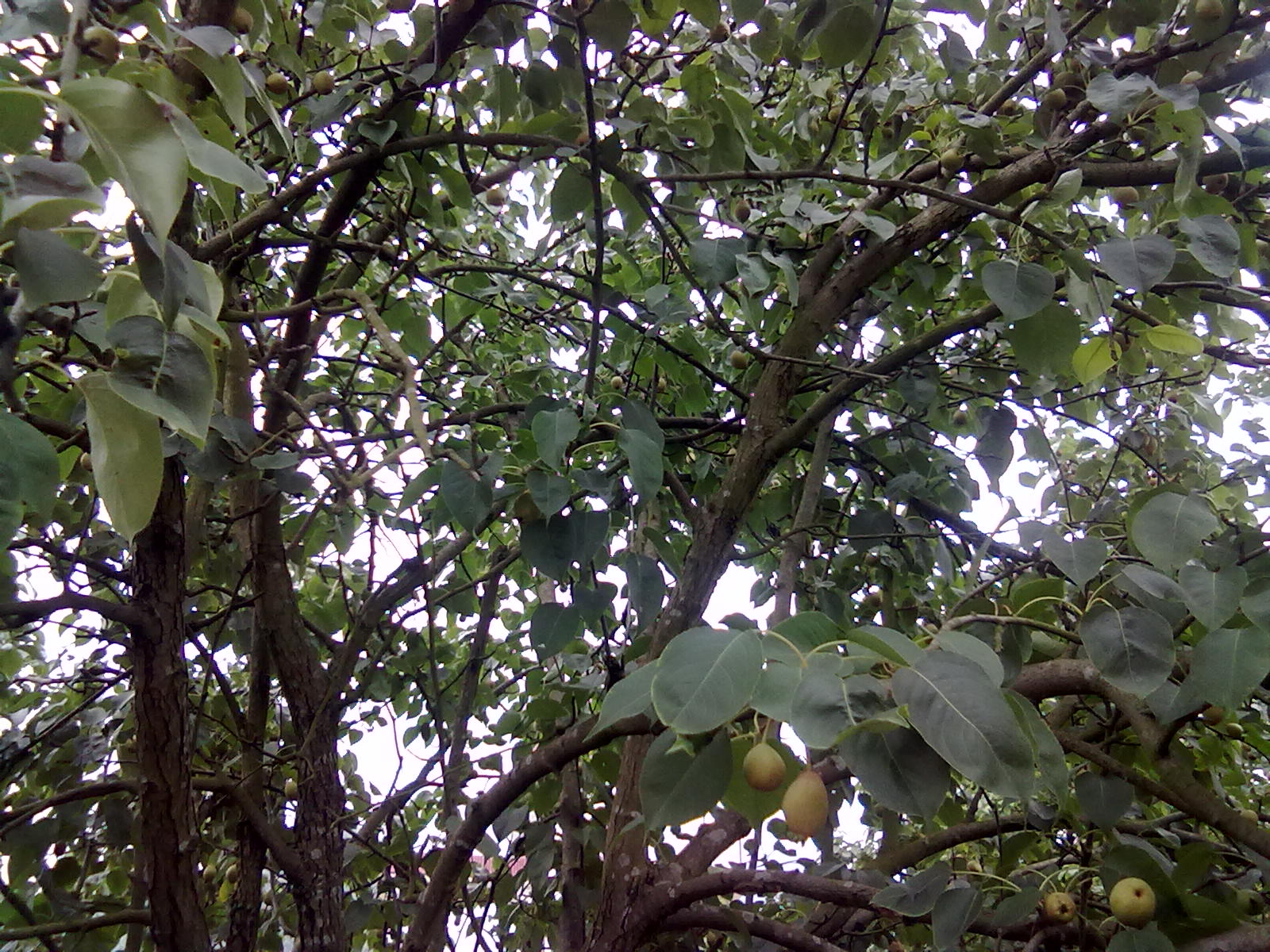 提子梨子桃子73 / 作者:サぜáiｋē / 帖子ID:18366