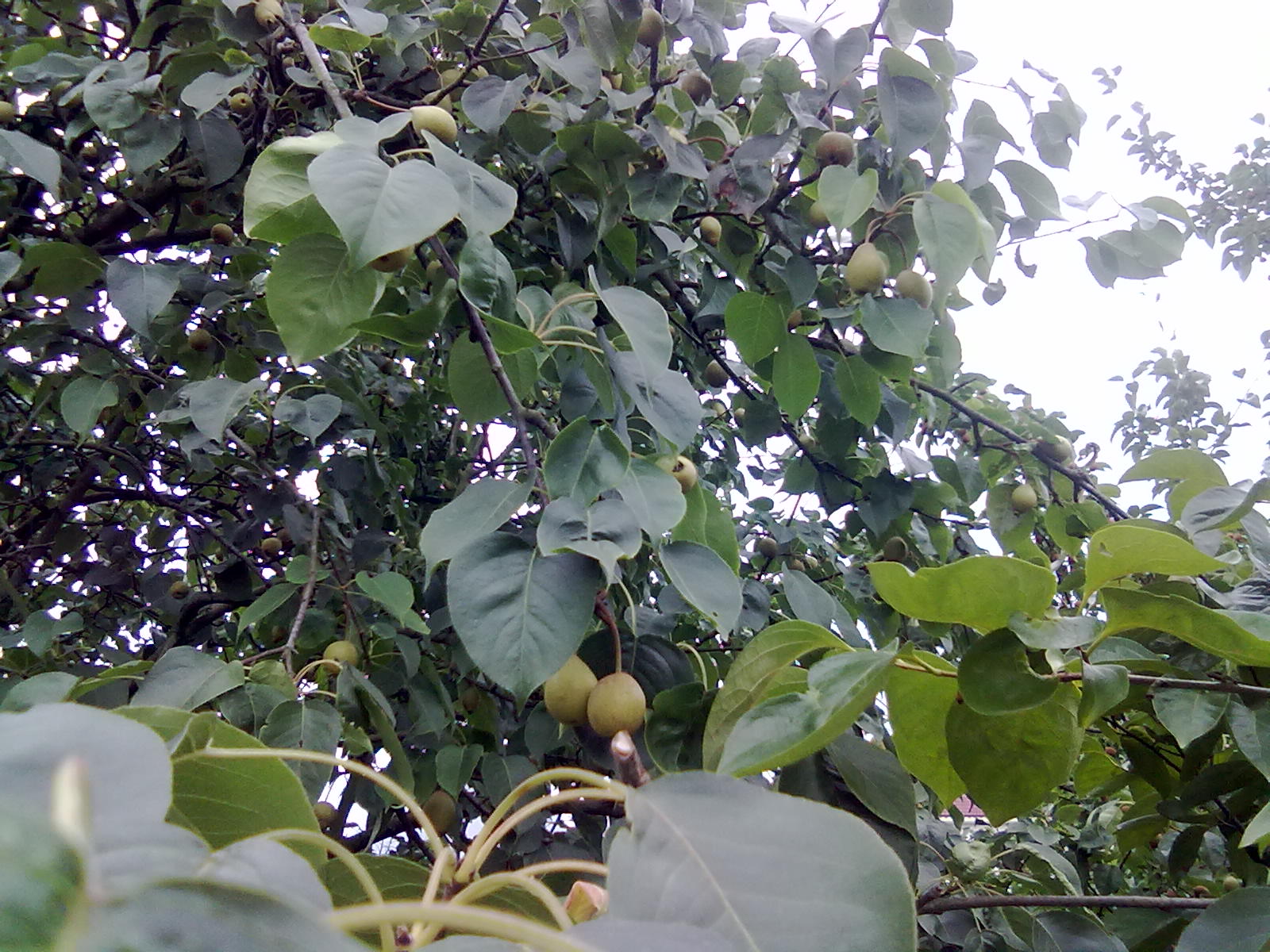 提子梨子桃子204 / 作者:サぜáiｋē / 帖子ID:18366