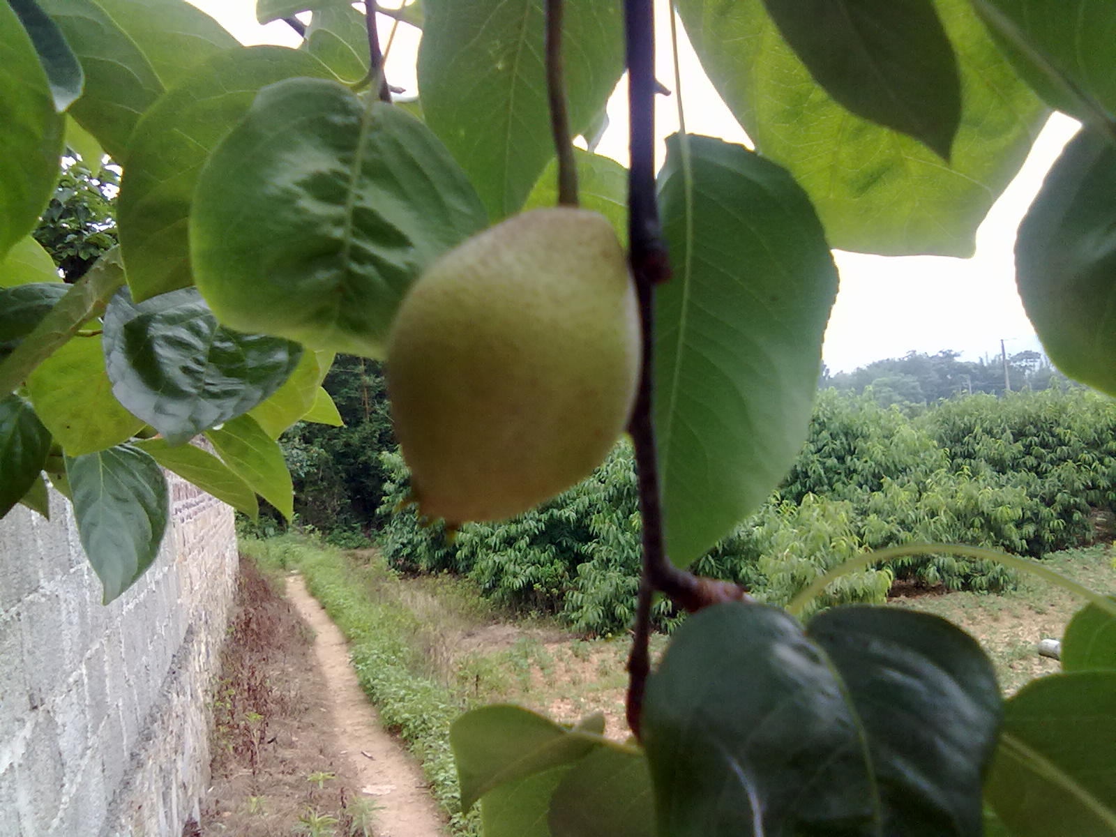 提子梨子桃子141 / 作者:サぜáiｋē / 帖子ID:18366