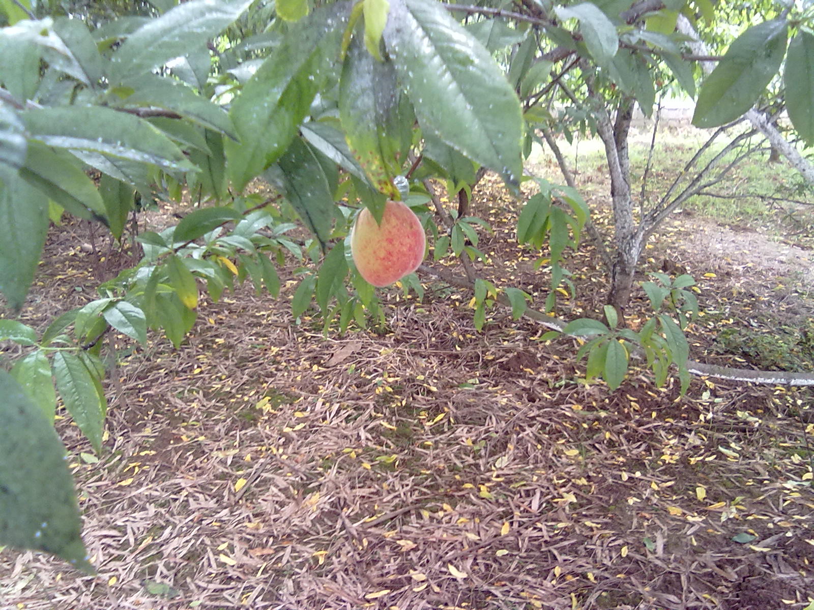 提子梨子桃子812 / 作者:サぜáiｋē / 帖子ID:18366