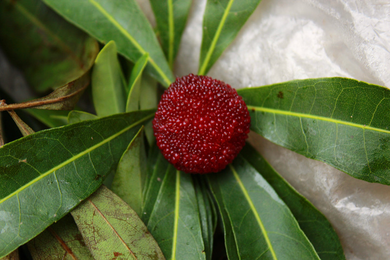 【图】有杨梅卖了，6块一斤！334 / 作者:520摄影记者 / 帖子ID:19076