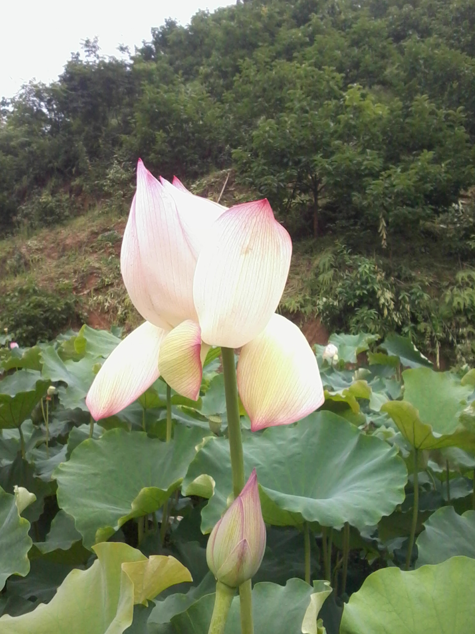 今日恭城黄竹岗新村802 / 作者:大叔快乐 / 帖子ID:20181