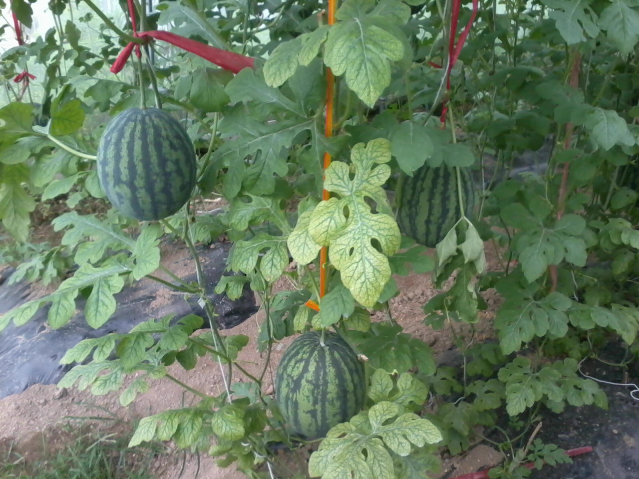 今日恭城黄竹岗新村675 / 作者:大叔快乐 / 帖子ID:20181