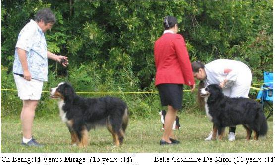 大家一起来认识伯恩山犬1000 / 作者:老易 / 帖子ID:20599