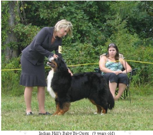 大家一起来认识伯恩山犬575 / 作者:老易 / 帖子ID:20599