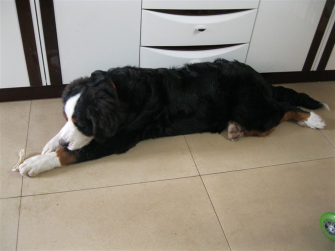 大家一起来认识伯恩山犬274 / 作者:老易 / 帖子ID:20599