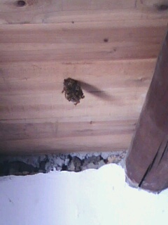 惹它有你受的827 / 作者:wsc油茶三品 / 帖子ID:20784